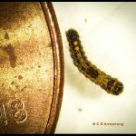 an early-instar Browntail caterpillar next to a US penny for scale purposes (Orono, ME; 9/17/2021) (the dark area just behind the head is where the microscopic toxic hairs are produced)