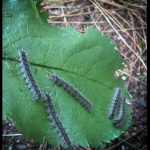 five Fall Webworm caterpillars on an apple leaf (Etna, ME; 8/1/2024)