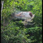 a nest of Fall Webworm caterpillars on a white poplar (American aspen) tree in Etna, Maine on July 31st, 2024