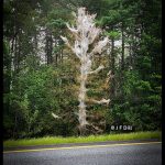 Tree in Palmyra, Maine, covered in webbing from Fall Webworm (8/27/2024)