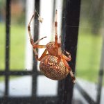 a Marbled Orbweaver spider (Araneus marmoreus) (Hermon, ME; 8/28/2024) (Photo courtesy of Eric H)