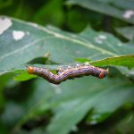 Red-humped Oakworm (Symmerista canicosta) (Sangerville, ME; 8/20/2024)