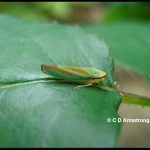 a Rhododendron Leafhopper (Graphocephala fennahi) resting on a rose leaf but with several PJM rhododendrons all around it (Etna, ME; 7/17/2012)