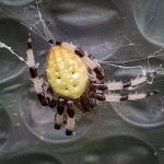 Shamrock Orbweaver (Araneus trifolium) (Portland, ME; 8/21/2024) (the color varies greatly amongst females of this species) (Photo Courtesy of Tricia Carbonneau)