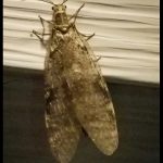 a Summer Fishfly (Chauliodes pectinicornis) resting on the side of a house in Old Town, ME; 7/13/2018