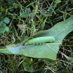 a White-dotted Prominent caterpillar (Nadata gibbosa) on a red oak leaf (Camden, ME; 8/8/2024) (Photo courtesy of Daniel Thrall)