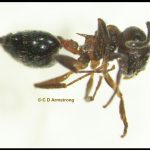 Closeup side view of an Acrobat Ant (specimen from New Gloucester, Maine; 6/8/2021)