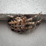 a Cross Orbweaver spider with her white cross marking very apparent (Araneus diadematus) (St. George, ME; 8/31/2024) (Photo courtesy of B. Mroz)