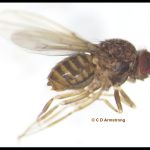 a Dark-eyed Fruit Fly in the species group Drosophila repleta (Orono, ME; 9/20/2024)