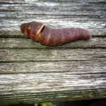 an Eastern Tiger Swallowtail caterpillar (Papilio glaucus) (on a deck railing and nearing its pupation time; Farmington, ME; 9/11/2024) (Photo courtesy of Mort Stabulis)