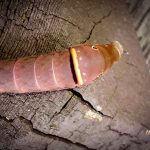 closer view of an Eastern Tiger Swallowtail caterpillar (Papilio glaucus) (Farmington, ME; 9/11/2024) (Photo courtesy of Mort Stabulis)