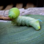 a Great Ash Sphinx caterpillar (Sphinx chersis) (St. George, ME; 9/2/2024) (Photo courtesy of B. Mroz)