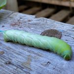 a Great Ash Sphinx caterpillar (St. George, ME; 9/2/2024) (Photo courtesy of B. Mroz)