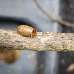 Empty pupal case from an Introduced Pine Sawfly (8/31/2024; Gray, ME) (Photo courtesy of Jenni Cappello)