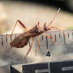 a Lupine Bug (Megalotomus quinquespinosus) (Jonesboro, ME; 9/28/2024) (Photo courtesy of Alan Brooks and Marilyn Dowling)