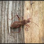 a Lupine Bug (Megalotomus quinquespinosus) (Jonesboro, ME; 9/28/2024) (Photo courtesy of Alan Brooks and Marilyn Dowling)