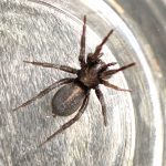 a Moss Ground Hunter spider (Gnaphosa muscorum) (Rockland, ME; 8/31/2024) (Photo courtesy of Jay Witham)