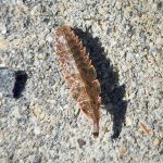 a Firefly larva (Genus Pyractomena) (9/30/2024; Kennebunk, ME) (Photo courtesy of Kari Gates)