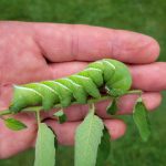 a full-sized Tobacco Hornworm caterpillar (Manduca sexta) (St. George, ME; 8/12/2024) (Photo courtesy of B. Mroz)