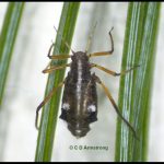 a White Pine Aphid (Cinara strobi) on white pine needles (Unity, ME; 9/25/2024)