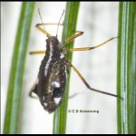 a White Pine Aphid on white pine needles (Unity, ME; 9/25/2024)