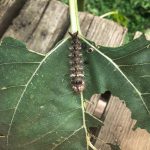 a Yellow-haired Dagger caterpillar (Acronicta impleta) on a sunflower leaf (Orrington, ME; 8/13/2024)