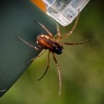 a long-jawed orbweaver spider with the Latin name of Pachygnatha autumnalis (Family Tetragnathidae)