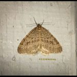 a Bruce Spanworm moth (closer view) (resting beneath a porch light; Etna, ME 11/5/2024)