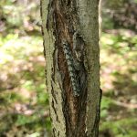 a Dimorphic Pinion caterpillar oriented vertically on a tree trunk (Lithophane patefacta) (Northeast Harbor, ME; 7/11/2024) (Photo courtesy of Noah Sawyer)