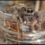 a jumping spider named the "Bronze Jumper," Eris militaris (10/10/2010; Etna, ME)