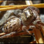 a jumping spider named the "Bronze Jumper," Eris militaris (10/10/2010; Etna, ME)