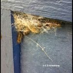 A cluster of browntail caterpillars on a garage door in the early stages of their cocoon formation/construction (Etna, ME; 6/10/2022)