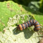 a Beautiful Wood-nymph Caterpillar feeding on grape leaves in Naples, Maine - August 24th, 2023
