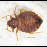a Bed Bug (adult male) (photographed on 7/25/2024)