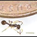 a Pitch-black Collared worker ant (Aphaenogaster picea)