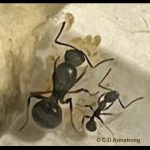 Pitch-black Collared Ants (A queen and one of her offspring workers)