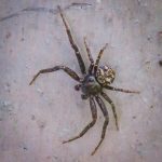a Multicolored Bark Crab Spider (Bassaniana versicolor) (Jefferson, ME; 6/23/2025) (Photo courtesy of Kyrill Schabert)