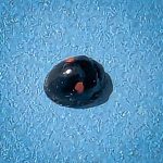 Twice-stabbed Lady Beetle (Chilocorus stigma) (native) (Bangor, ME; 6/17/2025)