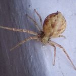 a Running Crab Spider (Philodromus genus) (Jefferson, ME; 6/19/2025) (Photo courtesy of Kyrill Schabert)
