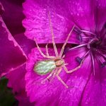 a White-striped Running Crab Spider (Philodromus-rufus) (Alfred, ME; 6/27/2025) (Photo courtesy of Judee Meyer)