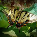 a Canadian Tiger Swallowtail (Papilio canadensis) (profile view) (Saco, ME; 7/6/2025) (Photo courtesy of Taylor Leonardi)