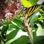 a Canadian Tiger Swallowtail (Papilio canadensis) (profile view) (Saco, ME; 7/6/2025) (Photo courtesy of Taylor Leonardi)