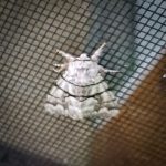 an Eastern Panthea moth (Panthea furcilla) (Mercer, ME; 7/28/2025) (Photo courtesy of R. Beaulier)