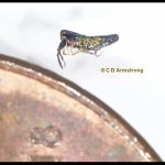 Example of an elongate-bodied springtail (Order Entomobryomorpha) next to a portion of a US penny (perhaps genus Lepidocyrtus)