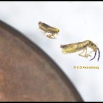 two examples of Elongate-bodied springtails (Order Entomobryomorpha) beside a portion of a US penny