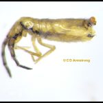 closeup of an Elongate-bodied springtail (Order Entomobryomorpha)