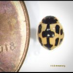 Fourteen-spotted Lady Beetle (Propylea quatuordecimpunctata) (Westbrook, ME; 6/30/2025)