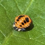 a Multicolored Asian Lady Beetle pupa (Harmonia axyridis) (Alfred, ME; 6/30/2025) (Photo courtesy of Judee Meyer)