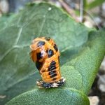 a Multicolored Asian Lady Beetle pupa (Harmonia axyridis) (Alfred, ME; 6/30/2025) (Photo courtesy of Judee Meyer)
