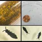 four photos of springtails called snowfleas (Hypogastrura nivicola) (Howland, ME; found on the ground and on the side of a shed on 4/21/2022)